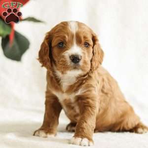 Drew, Cockapoo Puppy